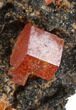 Red Vanadinite Crystals on Manganese Oxide - Morocco #38484-3